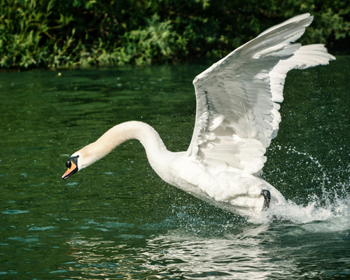 Serrurier Eaux-Vives rapide comme un cygne Serrurier Eaux-Vives rapide comme un cygne